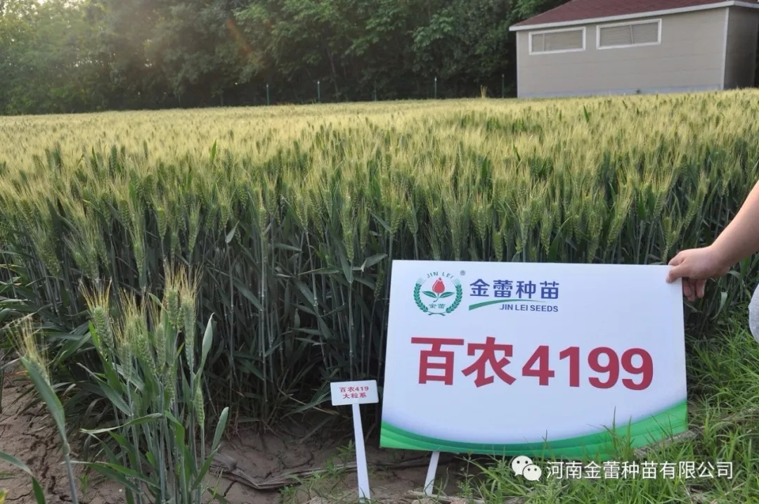 高光效品種，“逆天小麥”——金蕾百農(nóng)4199