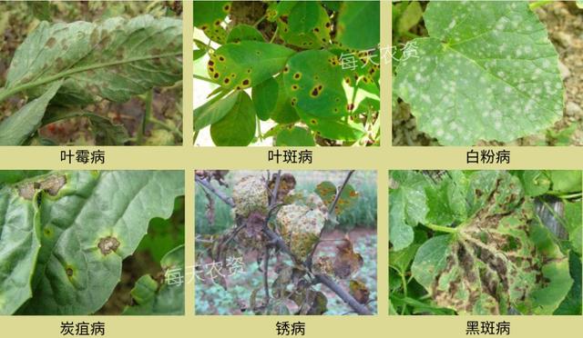 葉片發(fā)黃，是缺素還是病害？80%的人都分不清